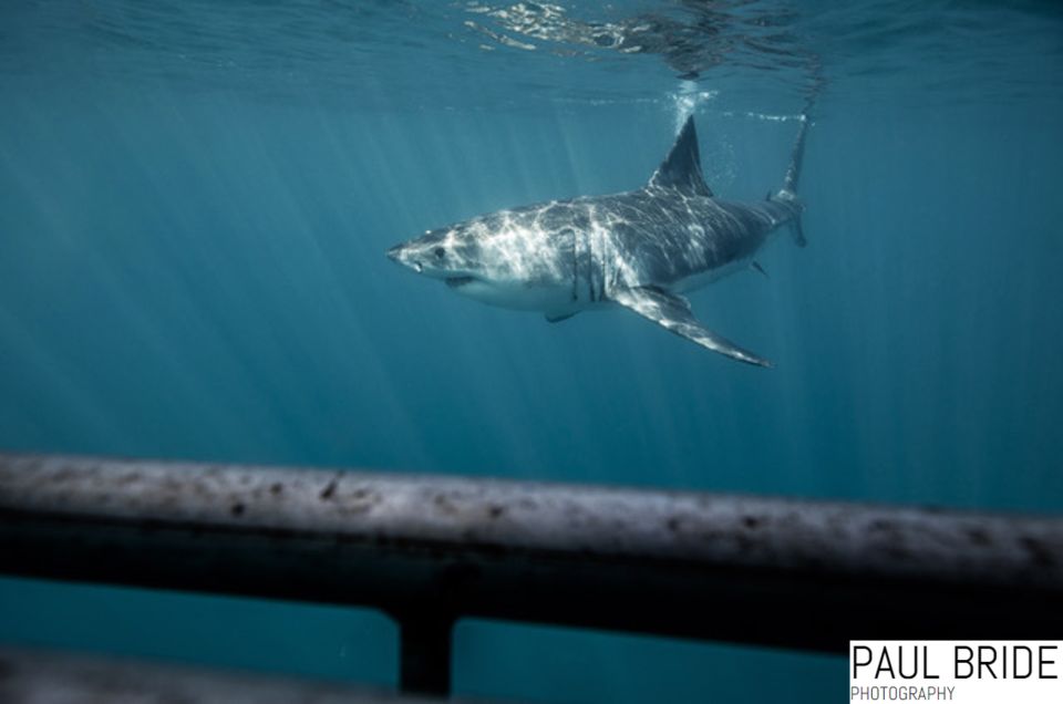 Port Elizabeth, South Africa, Great White Shark Cage Diving - Good To Know