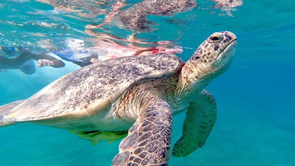 Port Ghalib: Sataya Reefs Dolphin Snorkel Cruise With Lunch - Good To Know