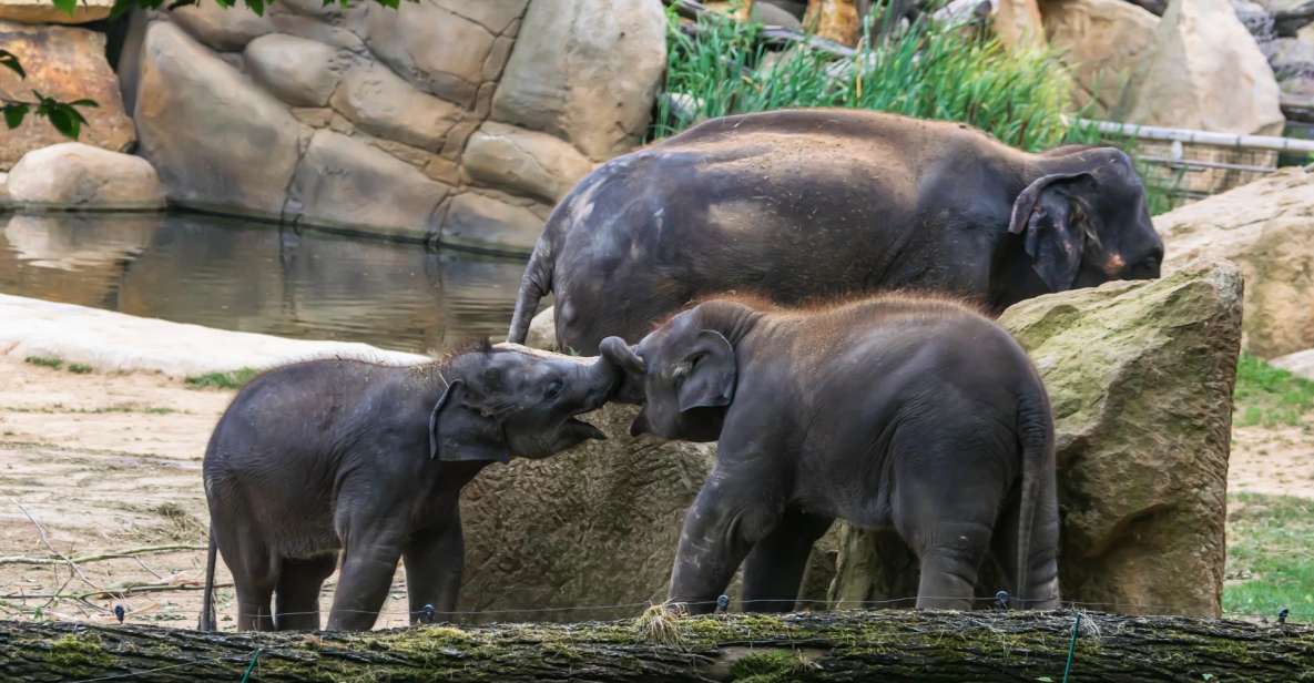 Prague Zoo Skip-the-line Tickets and Private Transfers - Good To Know