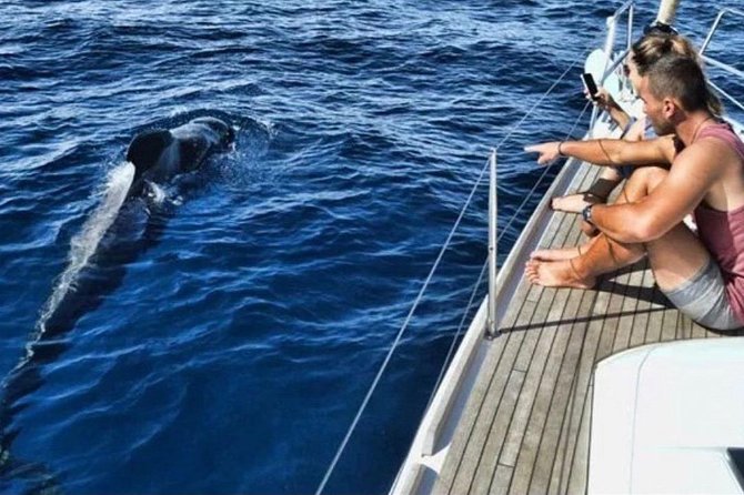 Premium All Inclusive Whale & Dolphin Watching Experience - Good To Know