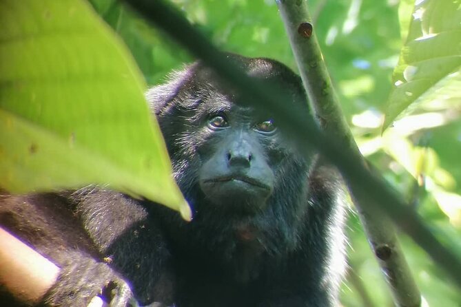 Premium Tour:Sloths and Río Celeste Y Cortez Waterfalls (Tenorio Volcano Park) - Good To Know