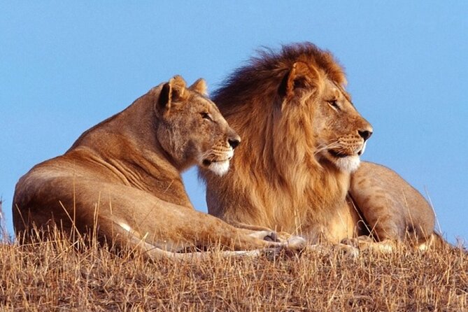 Private 1 Day Akagera Big Five Safari With Pick up and Lunch. - Good To Know