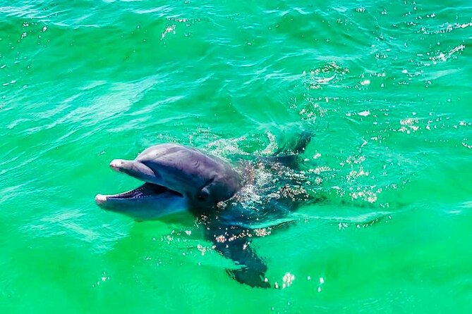 Private 2 Hour Dolphin Snorkeling and Island Excursion