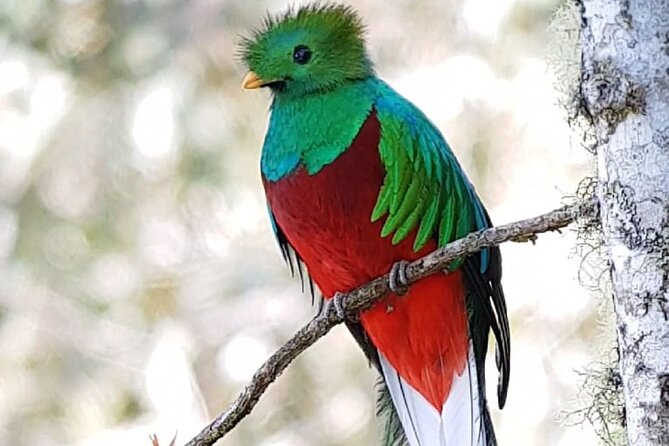 Private Bird Watching Experience in Coronado San José - Good To Know