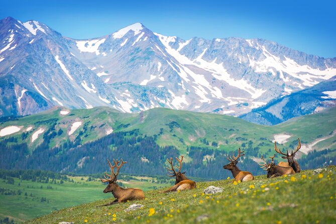 Private Birding Hike in Rocky Mountain National Park - Good To Know