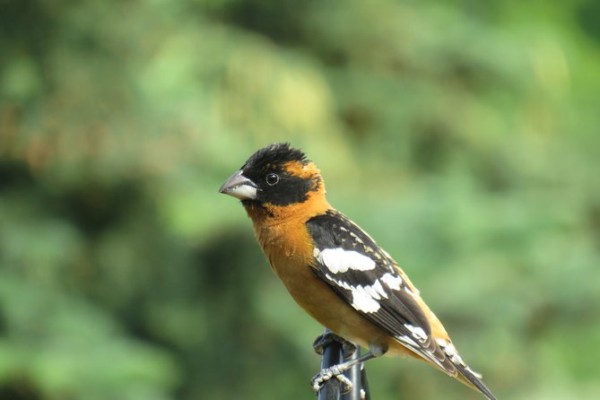 Private Birdwatching Activity in Penticton - Good To Know