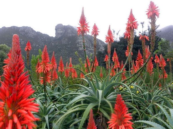 Private Cape Peninsula + Kirstenbosch Garden Full Day Guided Tour - Good To Know