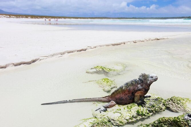 Private Charles Darwin Station Tour &Tortuga Bay Beach With Lunch - Good To Know