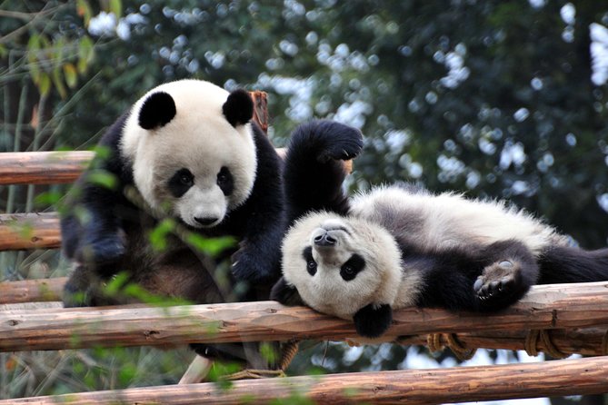 Private Day Tour: Chengdu Panda and Leshan Buddha - Tour Overview and Highlights
