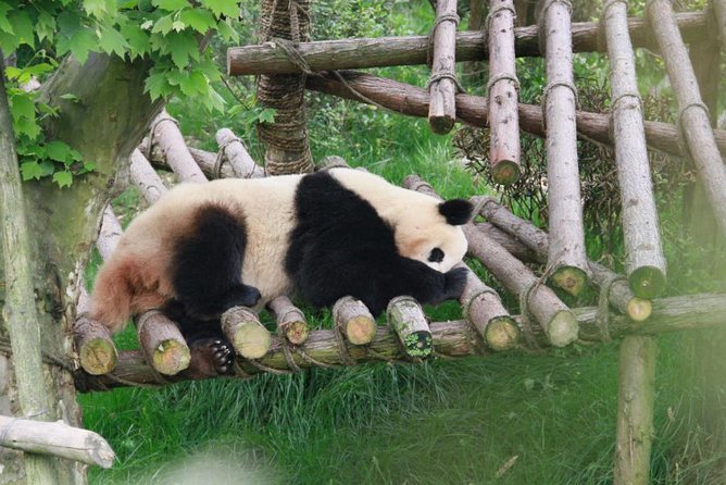 Private Day Tour: Dujiangyan Panda Base Volunteering From Chengdu - Tour Highlights