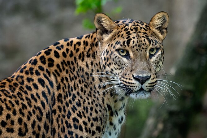 Private Day Tour: Yala National Park Safari Tour From Galle & Weligama - Good To Know