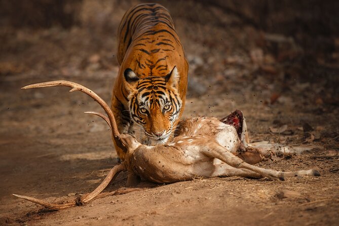 Private Day Trip to Ranthambore Tiger Reserve From Jaipur - Good To Know