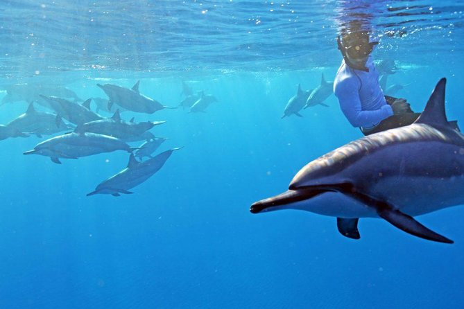 Private Dolphin Swim With Slide for up to 15 Passengers - Good To Know