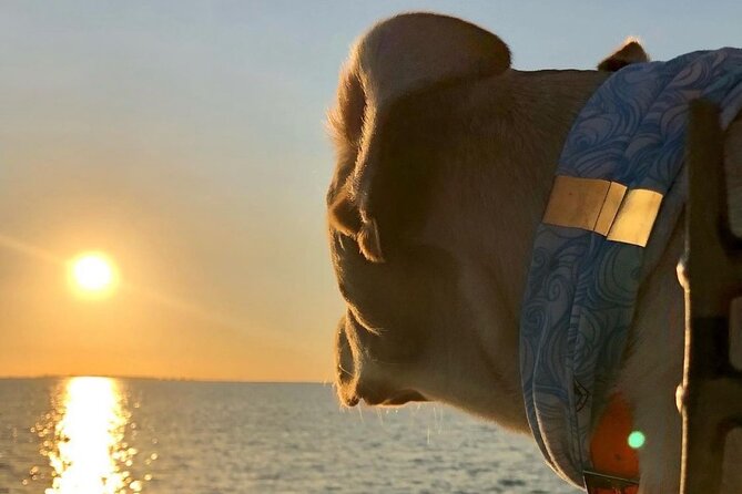 Private Dolphin Watch and Sunset Boat Tour Port Aransas Texas - Good To Know