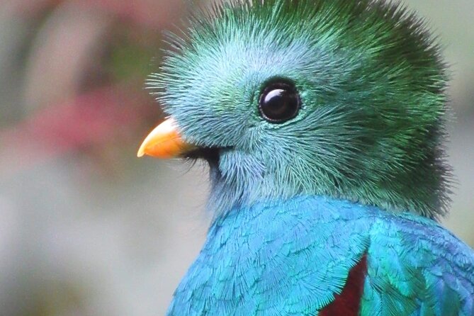 Private Full-Day Bird Watch Workshop - Workshop Overview