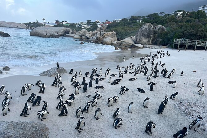 Private Guided Tour to Cape of Good Hope and Penguins Colony - Good To Know