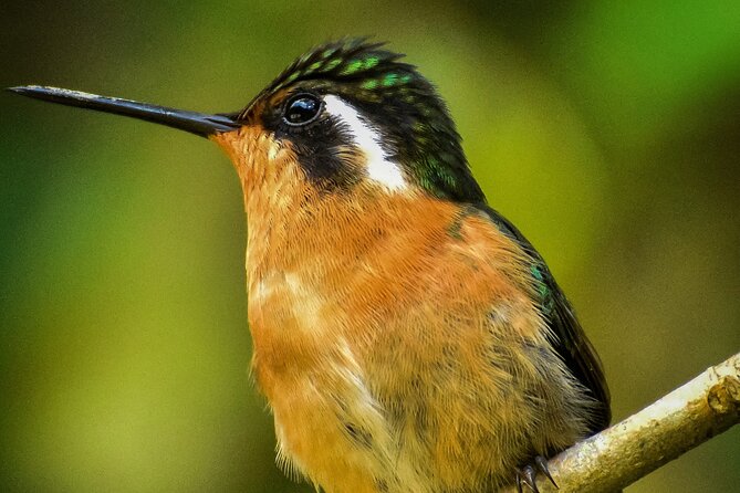 Private Half-Day Birding at Monteverde Cloud Forest - Good To Know