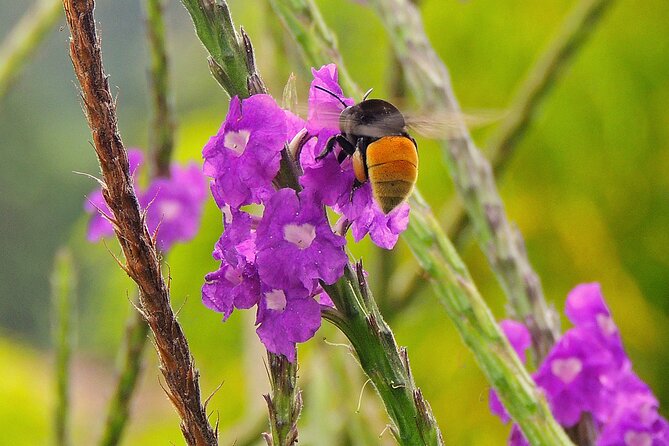 Private Honey Tasting Bike Tour and Butterfly Garden Walk - About Your Stay