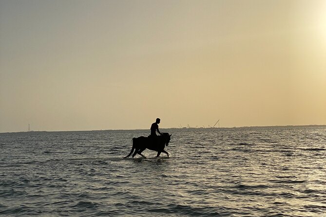 Private Horse Riding Experience at Red Sea - Good To Know