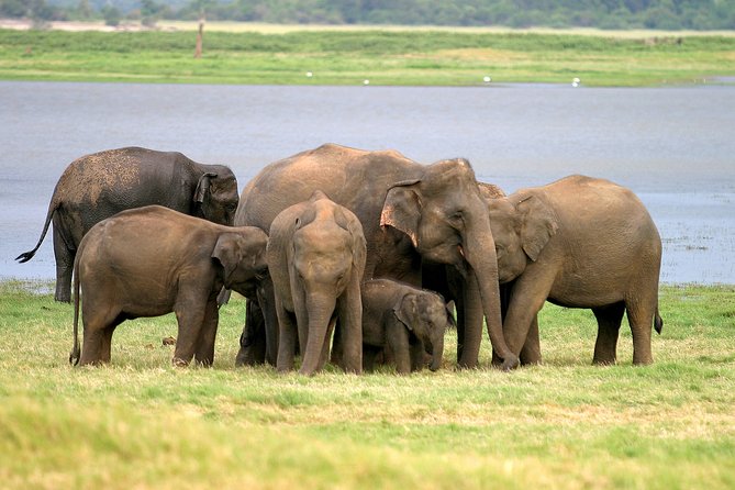 Private Jeep Safari at Minneriya National Park - Good To Know