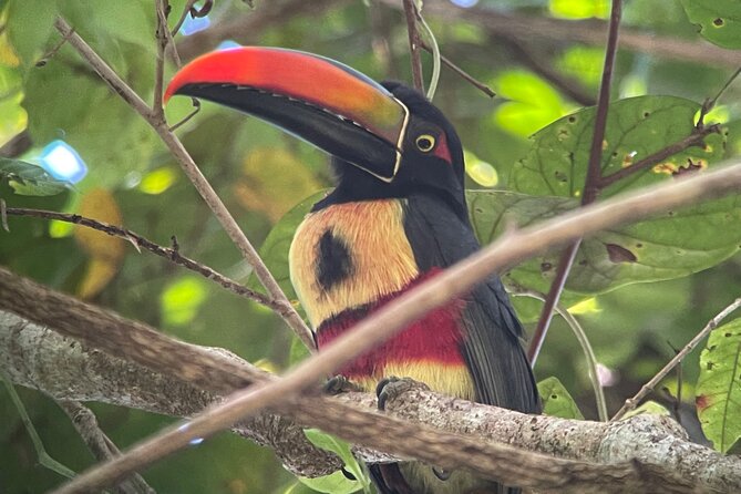 Private Manuel Antonio Sunset and Night Tour - Tour Overview