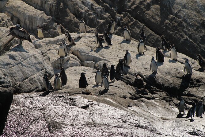Private Nautical Tour Penguin Island, Cachagua, Valparaíso - Good To Know
