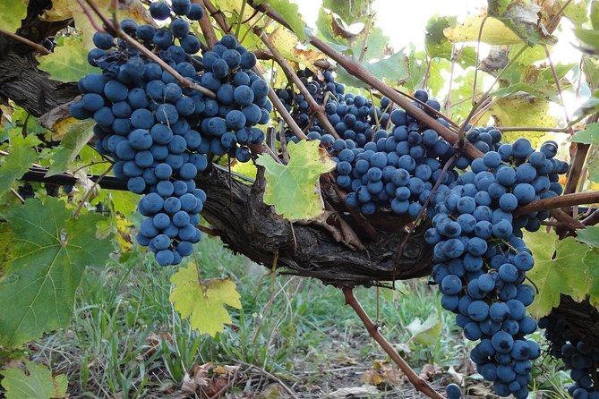 Private Niagara Falls-Niagara-On-The-Lake Day Trip and Winery Tour From Toronto - Good To Know