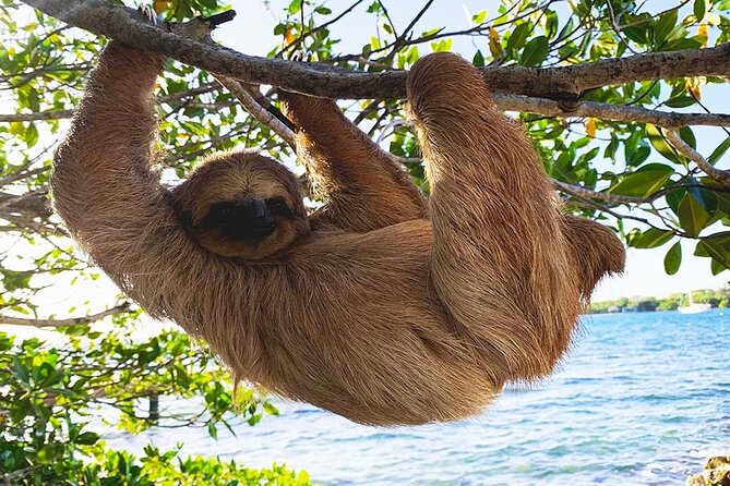 Private Roatan Sloths and Island Tour - Good To Know