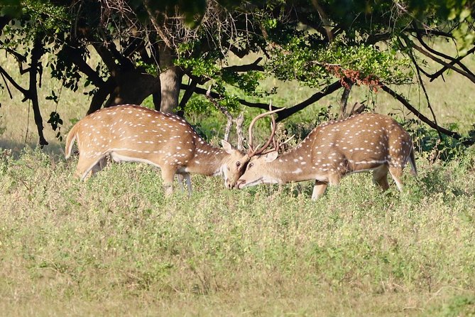 Private Safari at Yala National Park - Good To Know