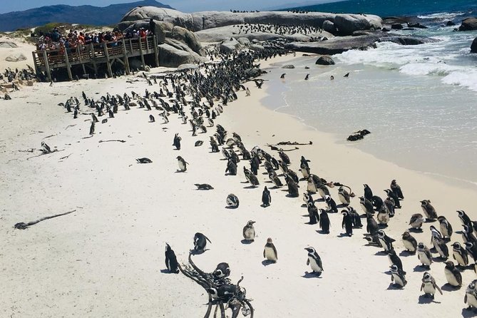 Private Tour Cape of Good Hope & Penguins Sightseeing Full Day - Tour Overview
