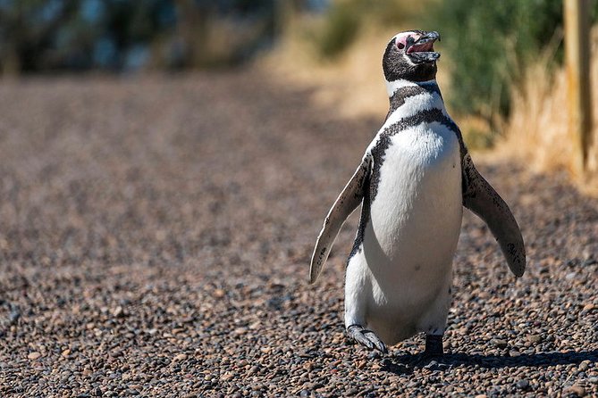 Private Tour Discovering Punta Tombo Penguin Reserve From Puerto Madryn - Good To Know