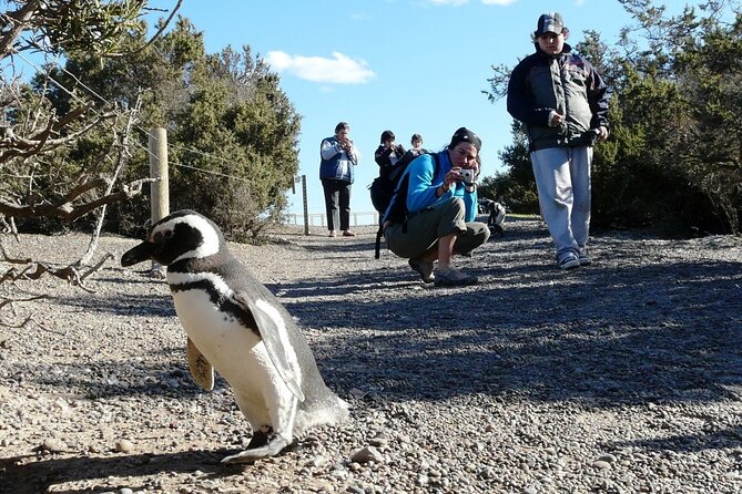 Private Tour for Punta Tombo Cruise Ships - Included in the Tour Package