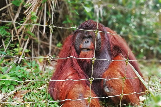 Private Tour: Ipoh Secrets Full Day Heritage & Orang Utan Island - Good To Know