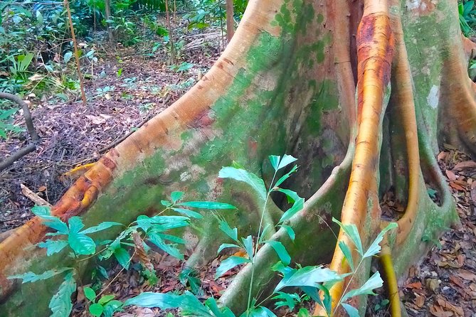 Private Tour Singapore Botanic Garden (UNESCO) - Tour Highlights