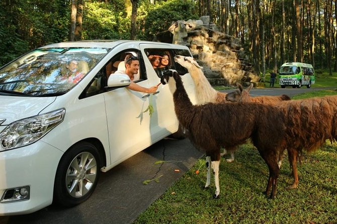 Private Tour To Safari Park & Waterfall (From Surabaya/Malang) - Good To Know