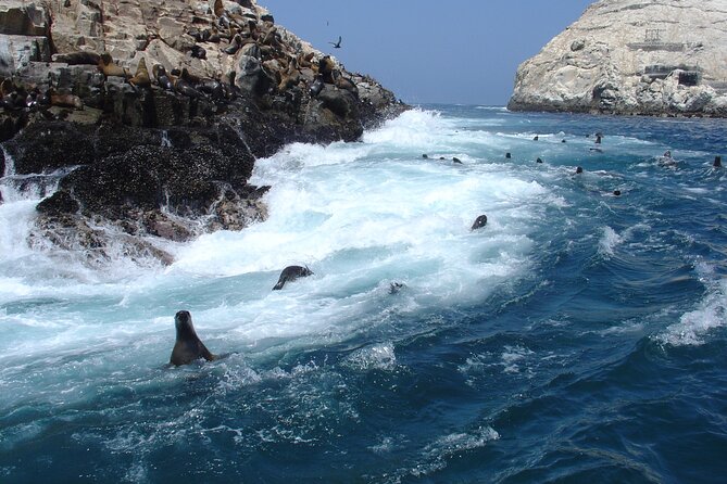 Private Tour to Spot Sea Lions in Palomino Islands From Lima - Tour Overview