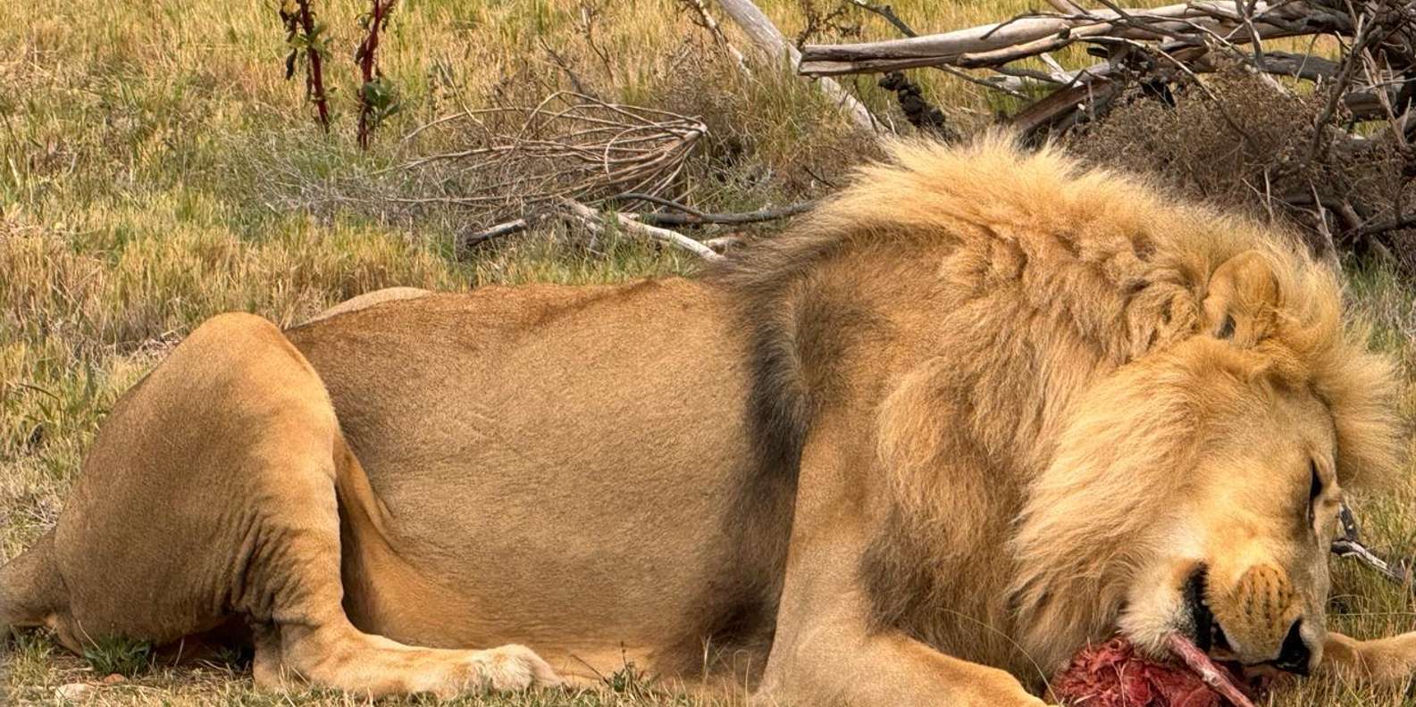 Private Tour: Witness Lion Feeding Up Close - Book Now! - Good To Know