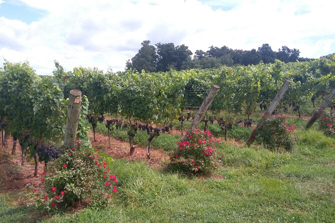 Private Wine Tours (Minimum 3 & Maximum 6 ) Pickup Maximum 30 Mi - Good To Know