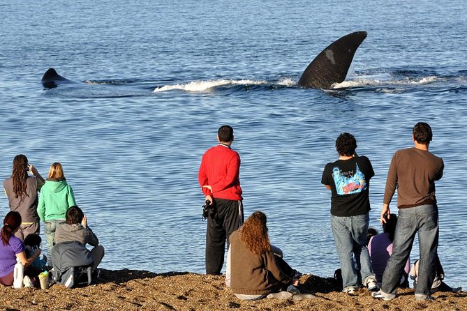 Puerto Madryn: Doradillo Beach Whale Watching Experience - About Your Stay