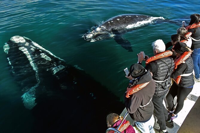 Puerto Madryn: Peninsula Valdes National Park Day Trip - Good To Know