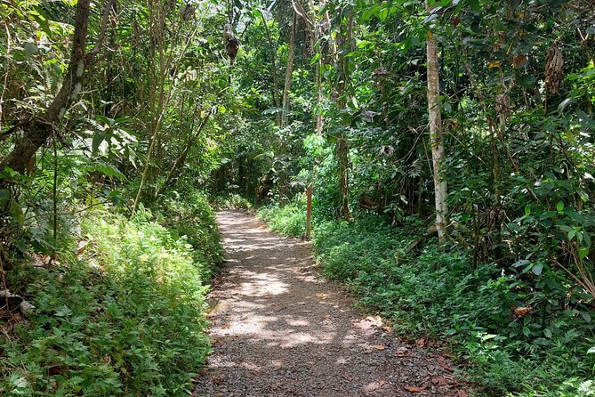 Puerto Rico: El Yunque Sightseeing Half-Day Tour With Transfer - Tour Overview and Highlights