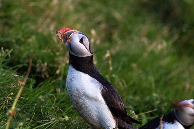 Puffin and Volcano Boat Tour Review - Key Points