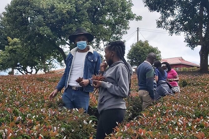 Purple Tea Farm Tour From Nairobi City - Specialty Tea Tasting - Good To Know