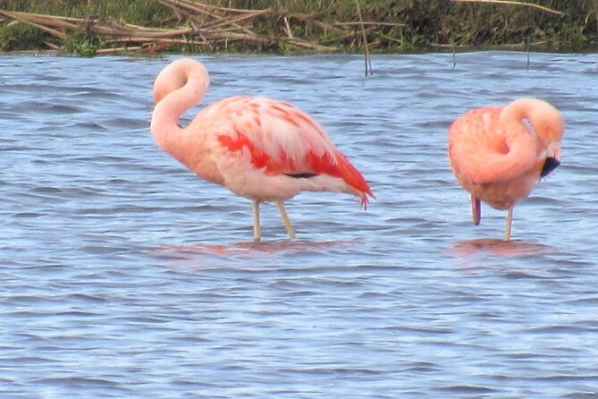 Quenuir / Maullin Bird Watching - About Your Stay