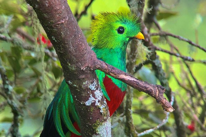 Quetzal Birdwatching Experience at San Gerardo De Dota Group Tour. - Good To Know