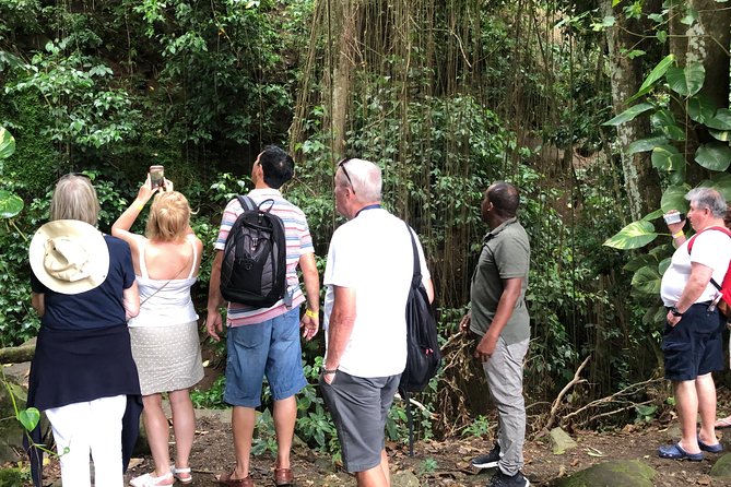 Rainforest Tours in St. Kitts - Good To Know