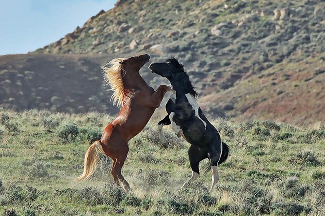 Red Canyon Wild Mustang Van or Bus Tours For Large Groups 5 PM - Good To Know