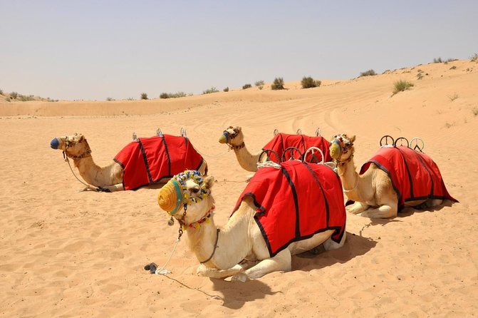 Red Dunes Safari With BBQ Dinner, Falcon and Camel Ride - Good To Know