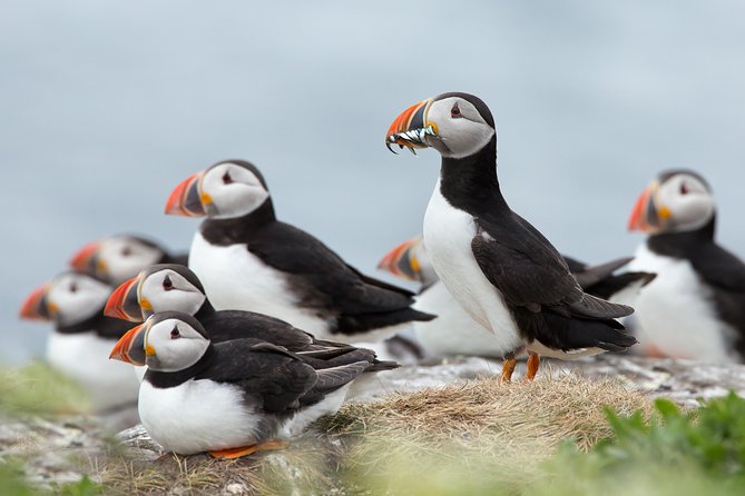 Reykjavik Shore Excursion: Puffin Sightseeing Cruise - Good To Know