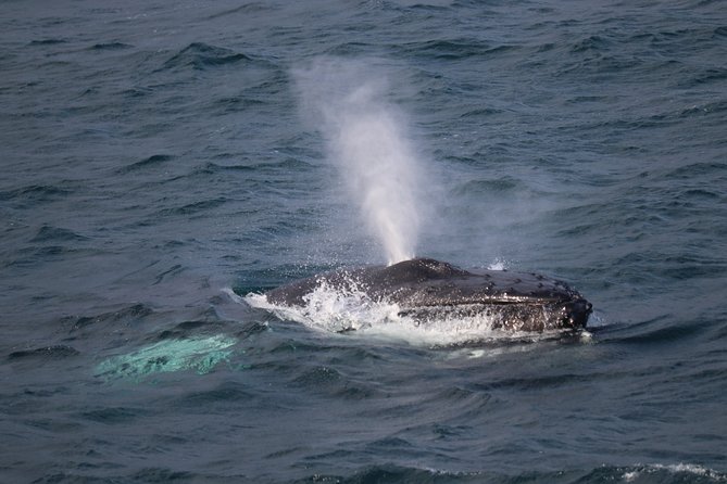 Reykjavik Shore Excursion: Whale-Watching Cruise - Good To Know